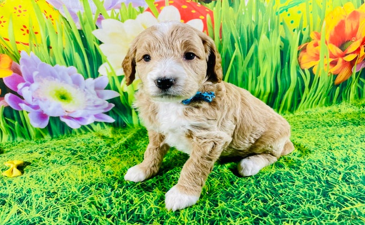 Mini Goldendoodle dogs for sale - Ad 3