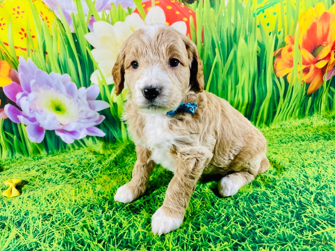 Mini Goldendoodle dogs for sale: Nacho - Image 1