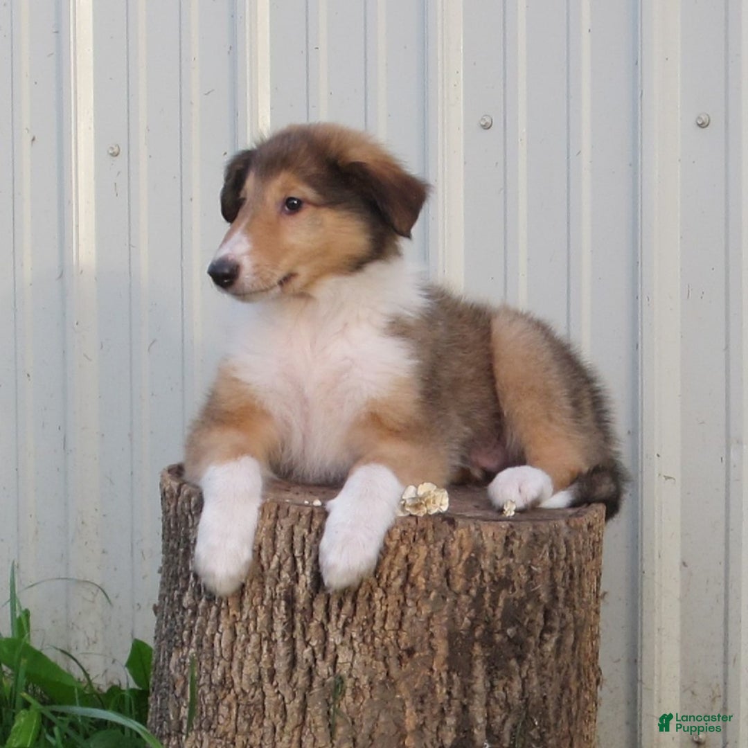 Collie dogs for sale: Archie - Image 2