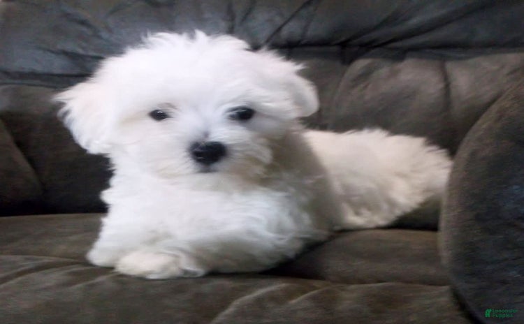 Maltese dogs for sale - Ad 5