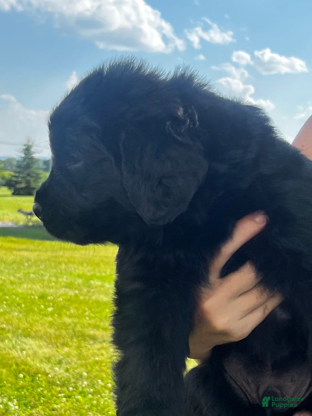 Newfoundland dogs for sale: Grey - Image 2