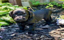 Aussiedoodle dogs for sale: Lucy - Image 2