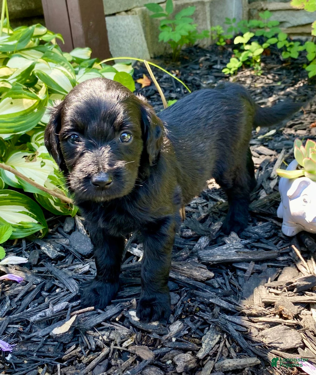 Aussiedoodle dogs for sale: Lucy - Image 2