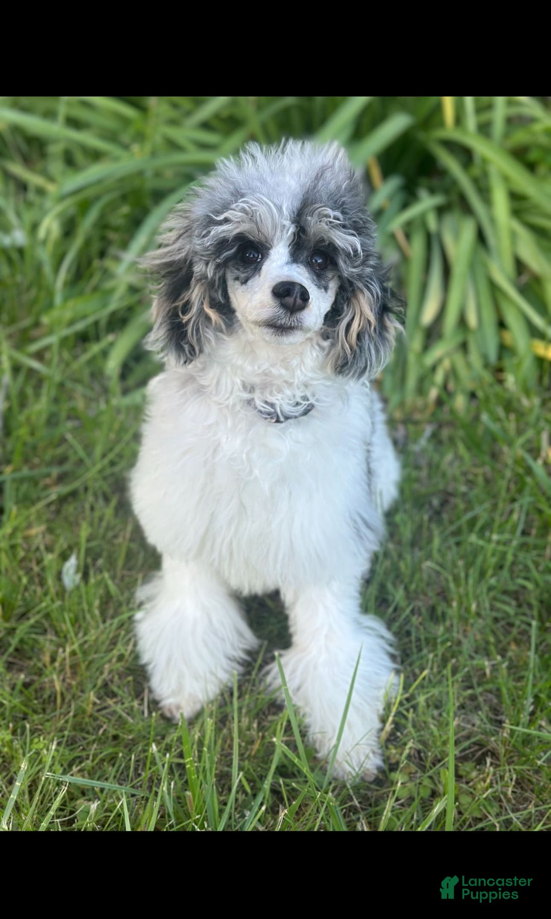 Miniature Poodle dogs for stud: Ash - Image 2