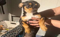 Chihuahua dogs for sale: Chulito - Image 1