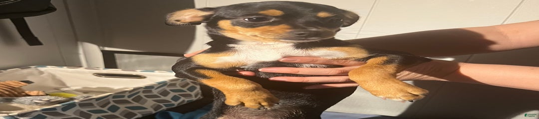 Chulito