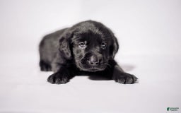 Goldador dogs for sale: Pink - Image 12