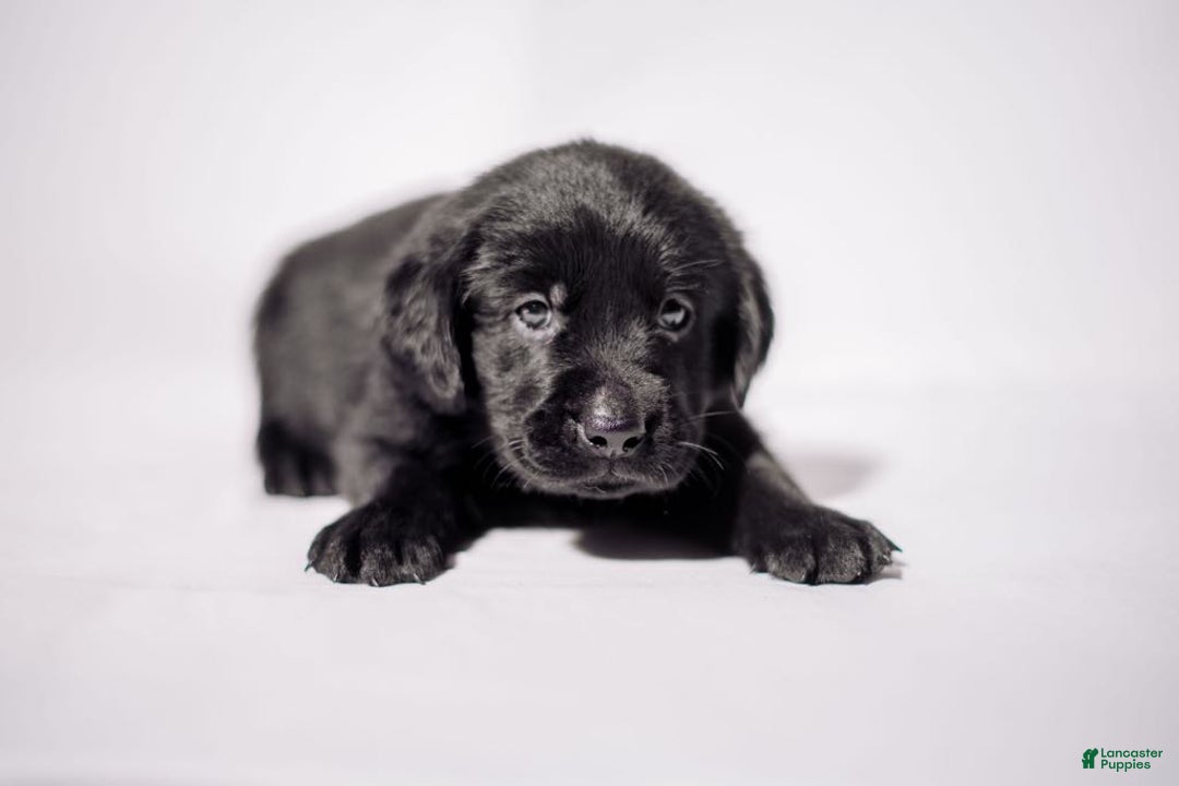 Goldador dogs for sale: Pink - Image 12