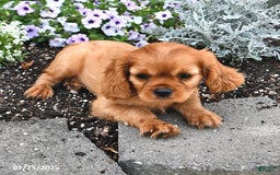 Cavalier King Charles Spaniel dogs for sale: Reba - Image 15