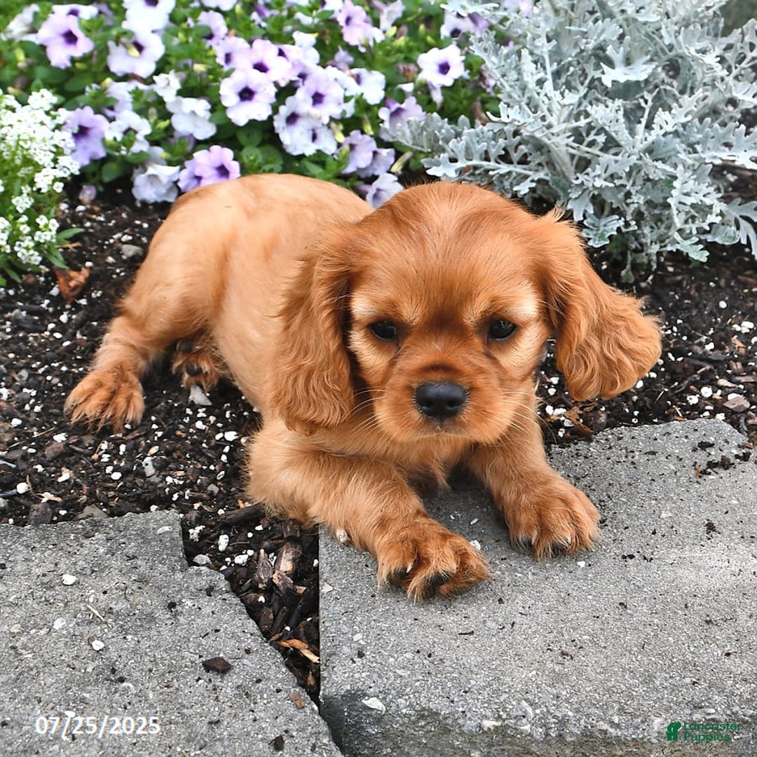Cavalier King Charles Spaniel dogs for sale: Reba - Image 15