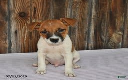 Jack Russell Terrier dogs for sale: Jackson - Image 4