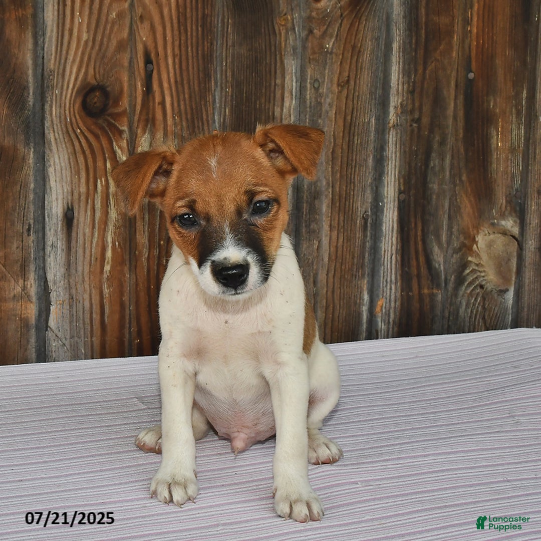 Jack Russell Terrier dogs for sale: Jackson - Image 4