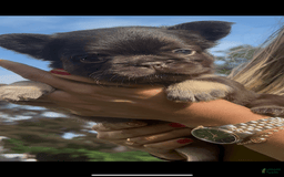 French Bulldog dogs for sale: Baby Ruth The Fluffy - Image 4