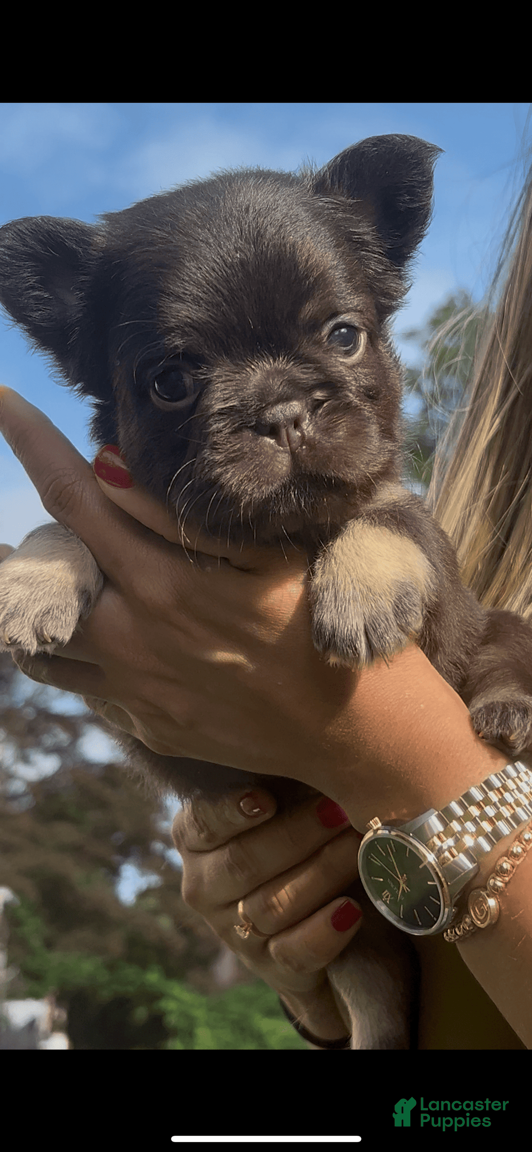 French Bulldog dogs for sale: Baby Ruth The Fluffy - Image 4