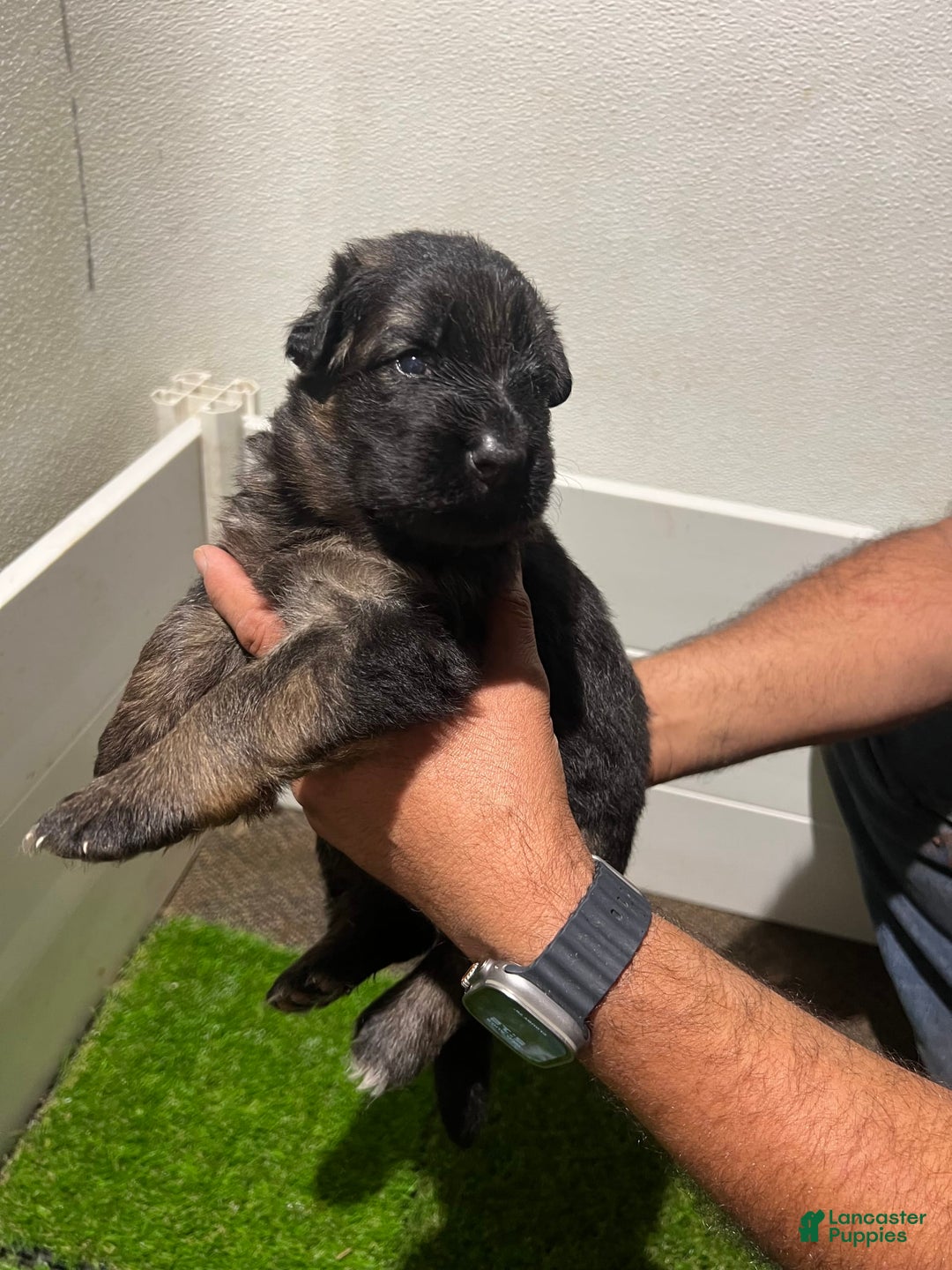 German Shepherd dogs for sale: Princess - Image 1