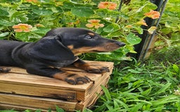 Miniature Dachshund dogs for sale: Maverick - Image 2