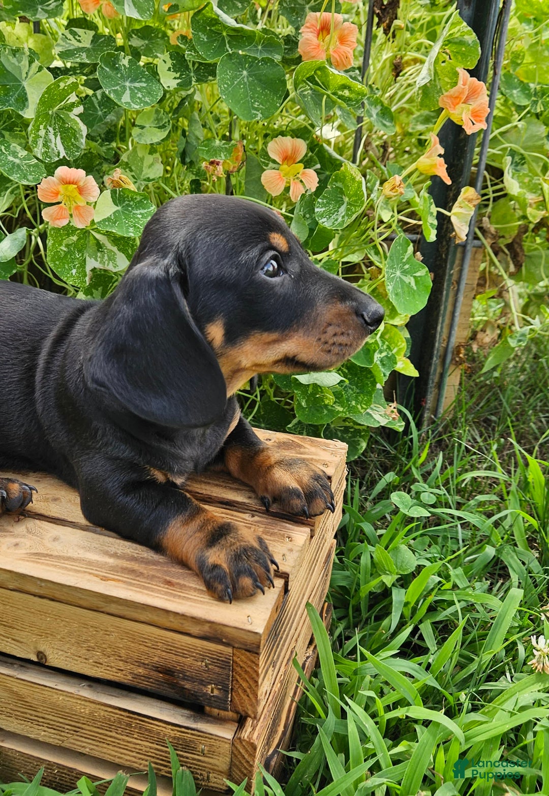 Miniature Dachshund dogs for sale: Maverick - Image 2