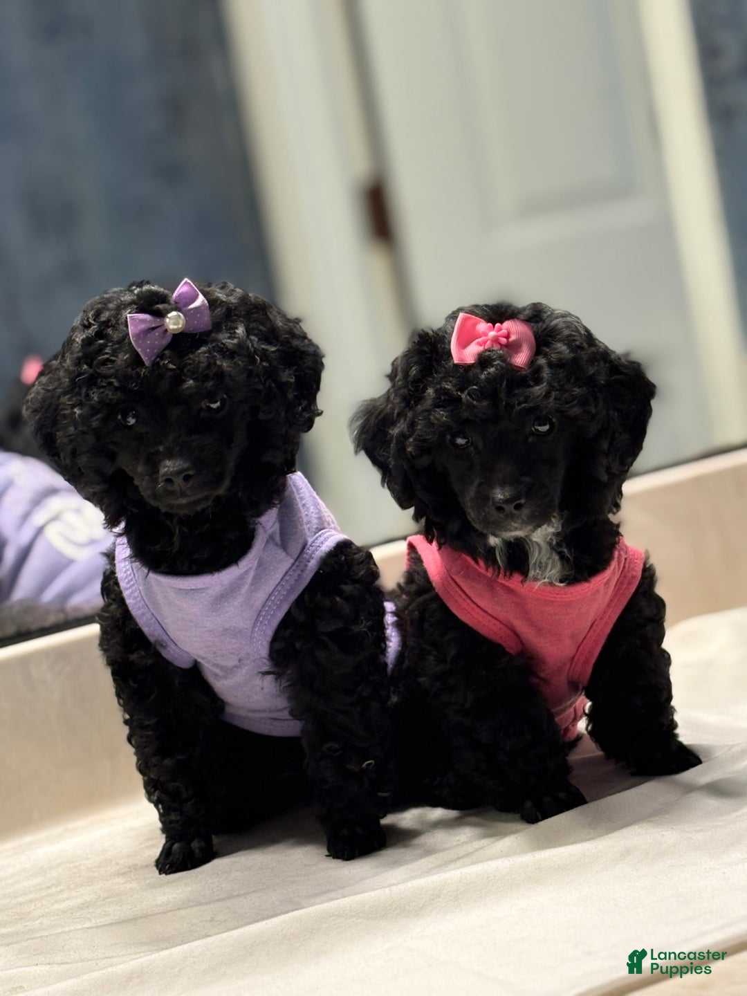 Toy Poodle dogs for sale: Bella - Image 2
