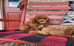  dogs for sale: Dallas - Image 2