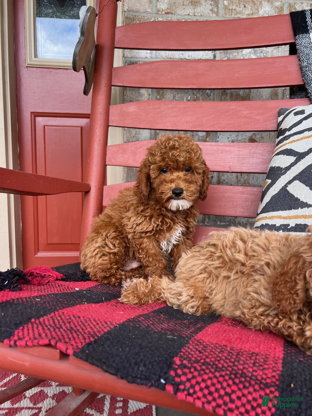  dogs for sale: Dallas - Image 2