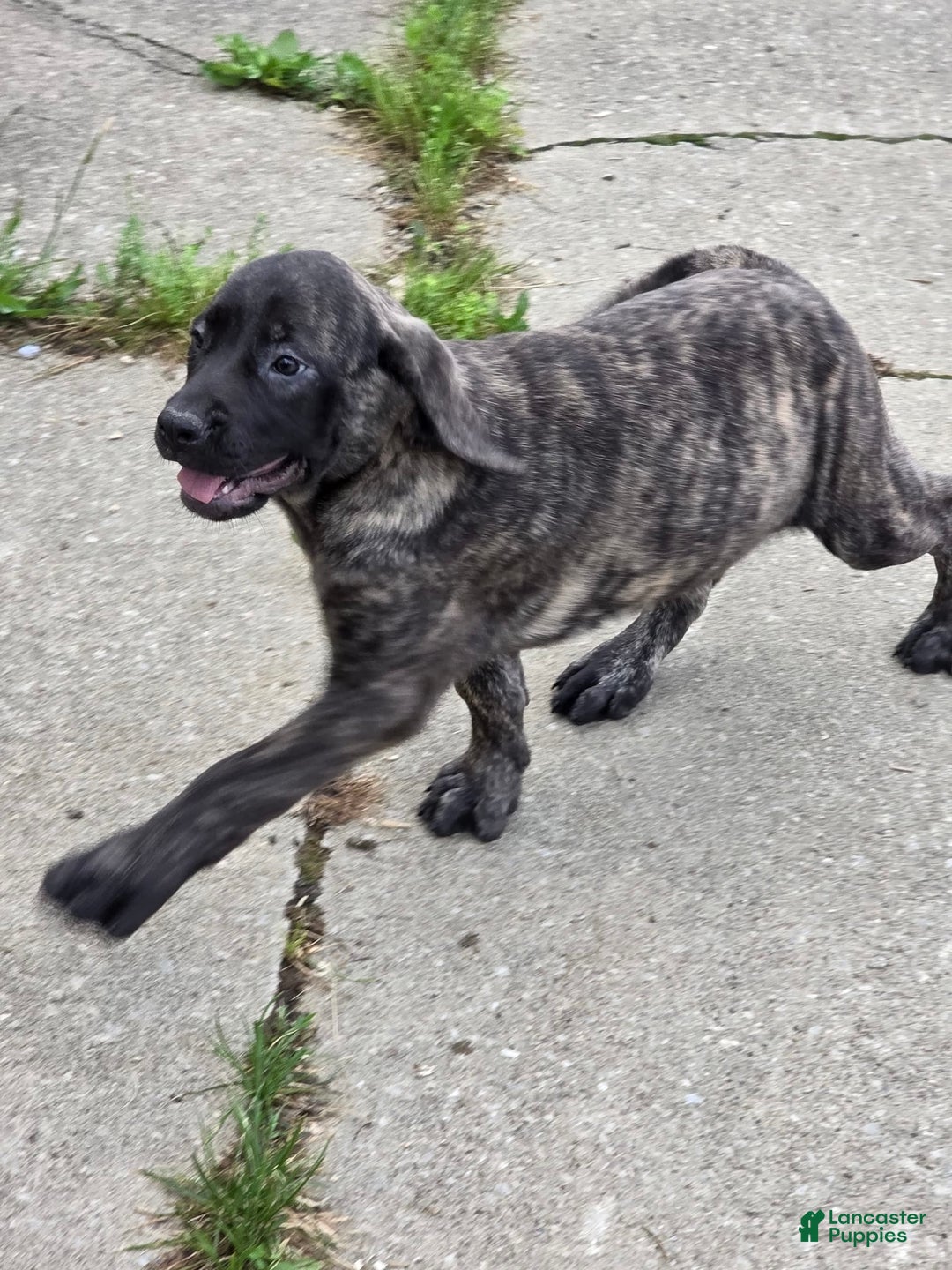 English Mastiff dogs for sale: Roxie - Image 9