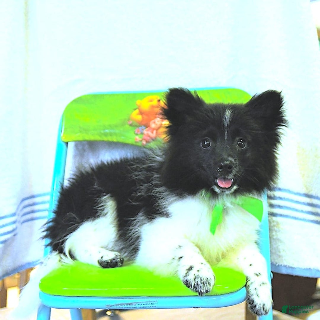 Pomeranian dogs for sale: Cody - Image 7