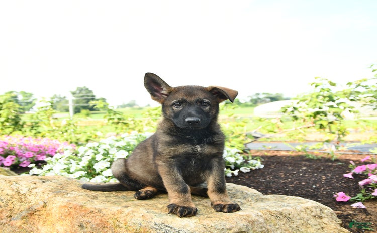 German Shepherd dogs - Advert 21