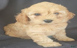 Cockapoo dogs for sale: Brooke - Image 1