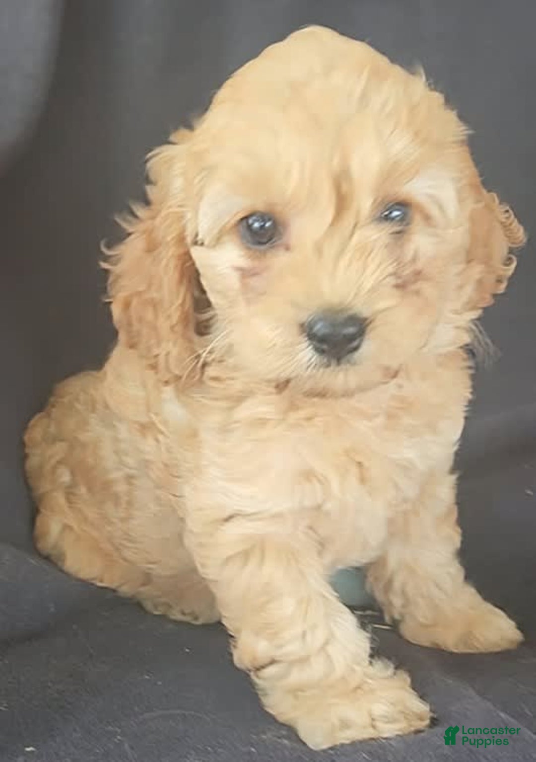 Cockapoo dogs for sale: Brooke - Image 1