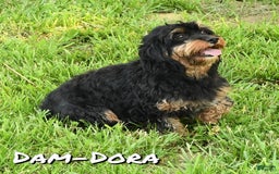 Cavapoo dogs for sale: Gloria - Image 10