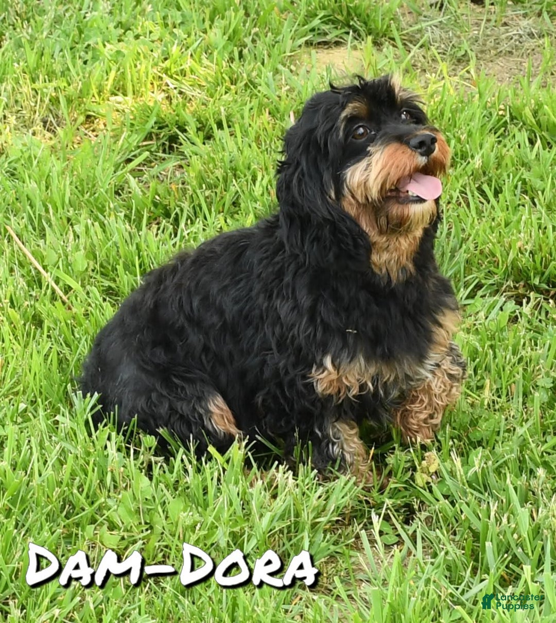 Cavapoo dogs for sale: Gloria - Image 10
