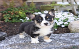 Welsh Corgi Pembroke dogs for sale: Isabelle - Image 1