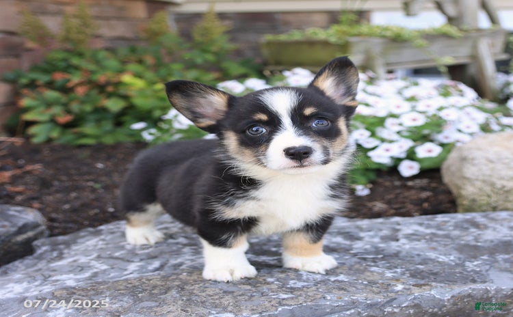 Welsh Corgi Pembroke dogs for sale - Ad 5