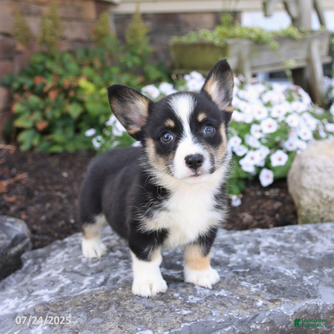 Welsh Corgi Pembroke dogs for sale: Isabelle - Image 1