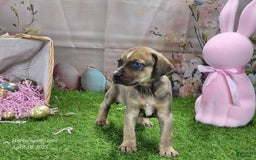 Catahoula Leopard Dog dogs for sale: Goldie 2025 F5 - Image 2