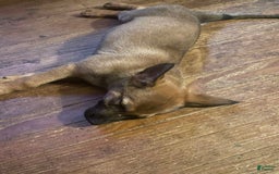 German Shepherd dogs for sale: Daisy - Image 1