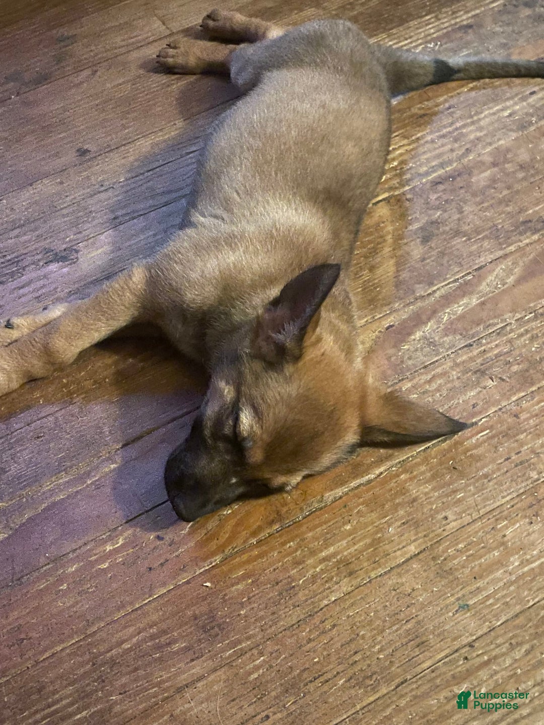 German Shepherd dogs for sale: Daisy - Image 1