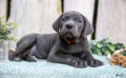 Cane Corso dogs for sale: Reese - Image 2