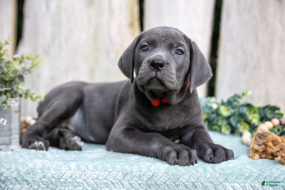 Cane Corso dogs for sale: Reese - Image 2