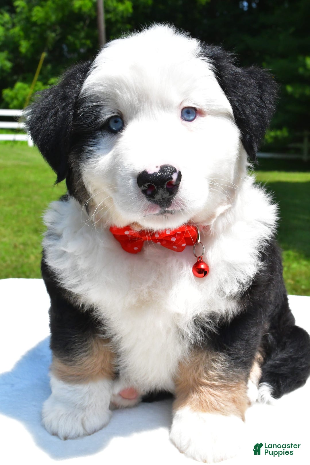 Miniature Australian Shepherd dogs for sale: Josh - Image 2
