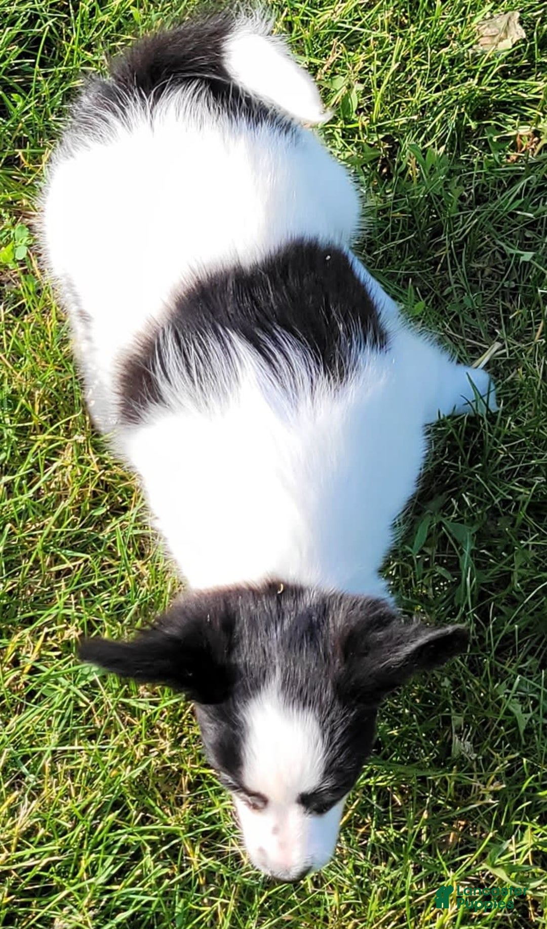 Papillon dogs for sale: Gilly - Image 3