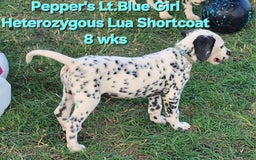 Dalmatian dogs for sale: Peppers Lt. Blue Girl - Image 13