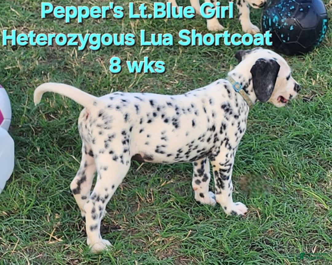 Dalmatian dogs for sale: Peppers Lt. Blue Girl - Image 13