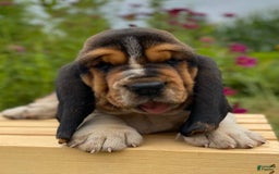 Basset Hound dogs for sale: Sadie - Image 7