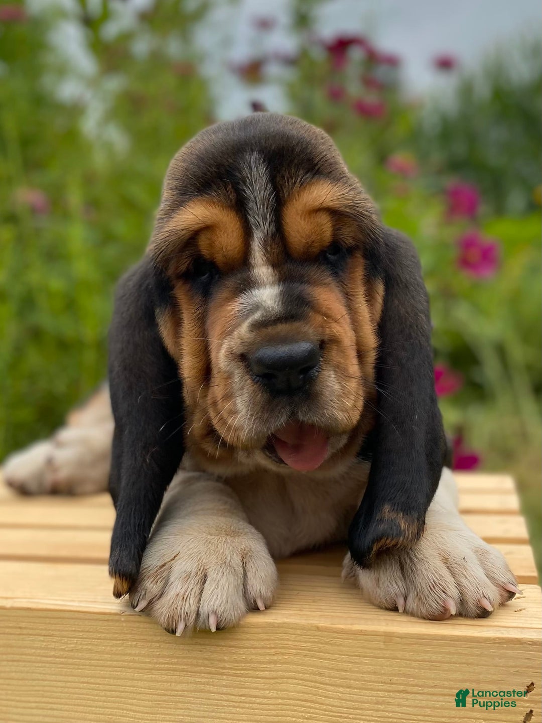 Basset Hound dogs for sale: Sadie - Image 7
