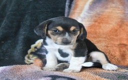 Australian Shepherd dogs for sale: Bella - Image 3