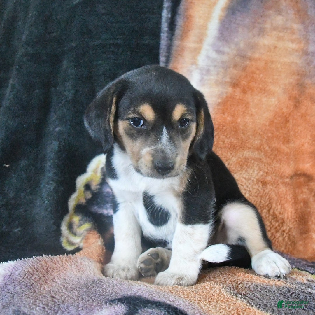 Australian Shepherd dogs for sale: Bella - Image 3