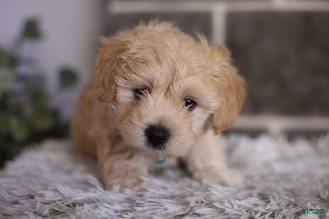 Maltipoo dogs for sale: Yogi - Image 12
