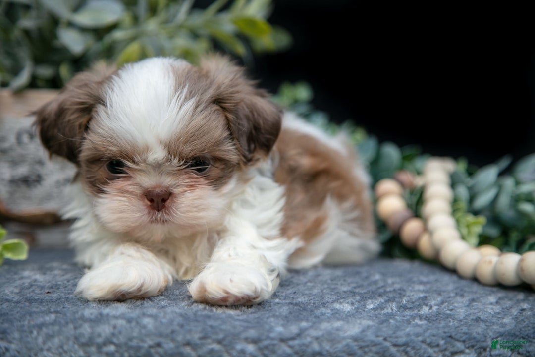Shih Tzu dogs for sale: Clint - Image 3