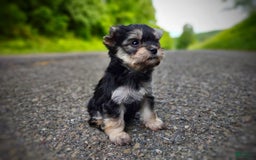 Morkie dogs for sale: Cream Point Ladybug - Image 3
